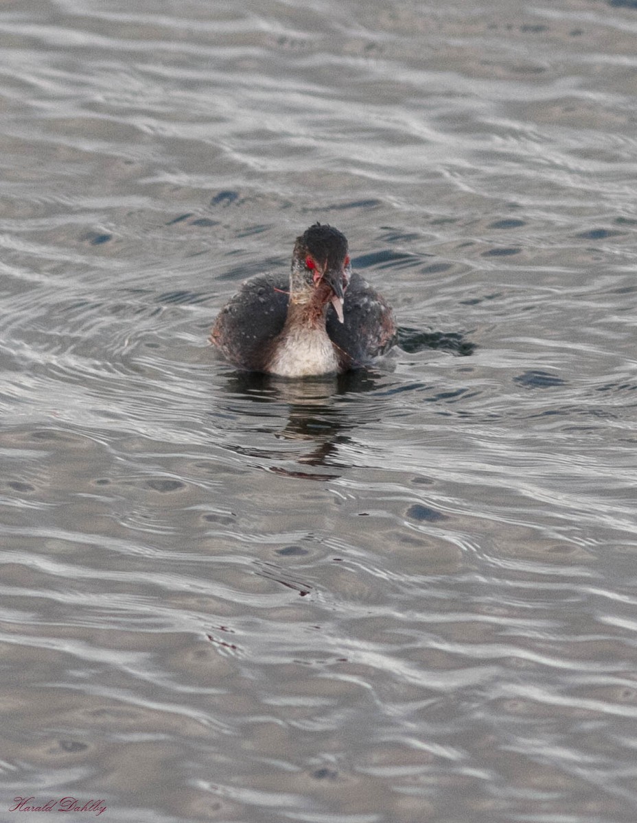 Horned Grebe - ML503691171