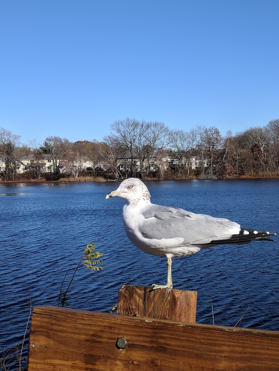 Ring-billed Gull - ML503692031