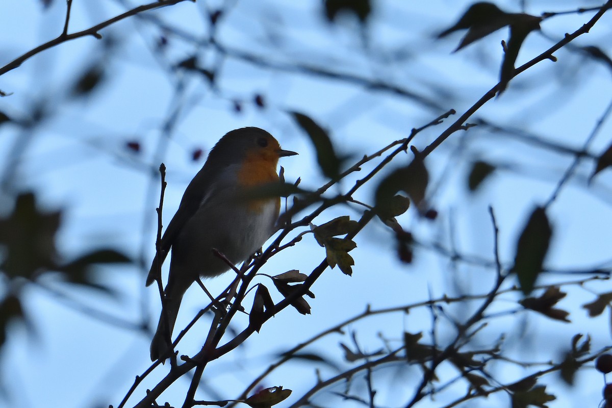 European Robin - ML503692511