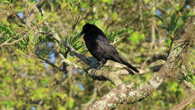 Giant Cowbird - ML503692611