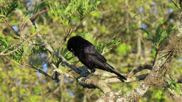 Giant Cowbird - ML503692621