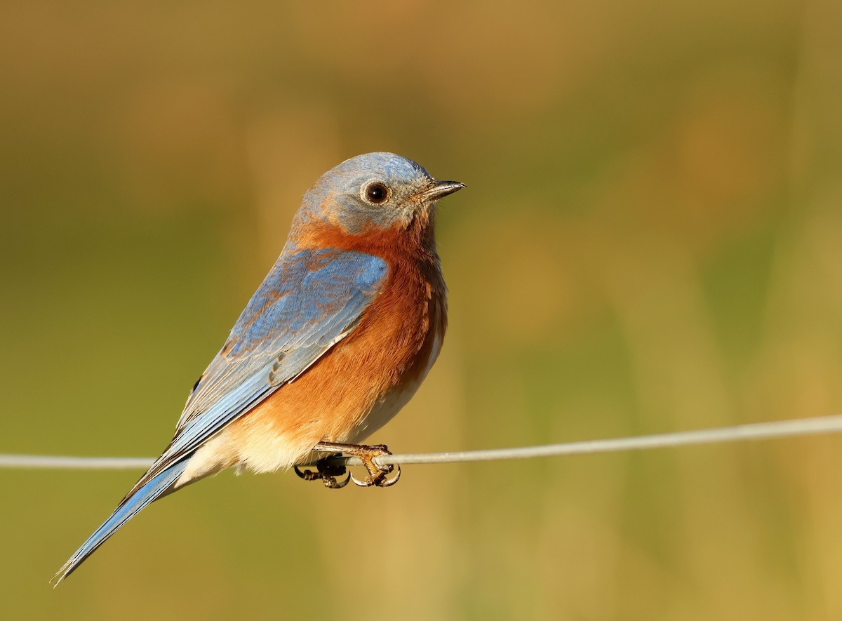 Eastern Bluebird - ML503693161