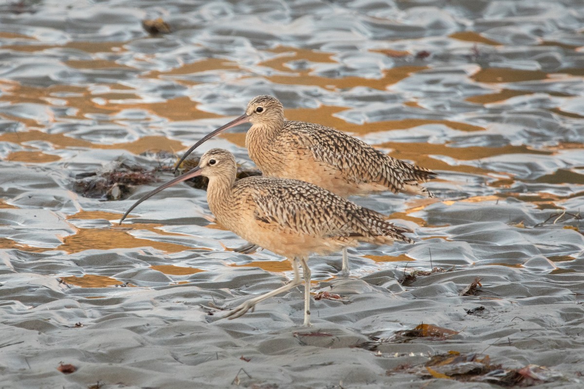 Long-billed Curlew - Kate Reed