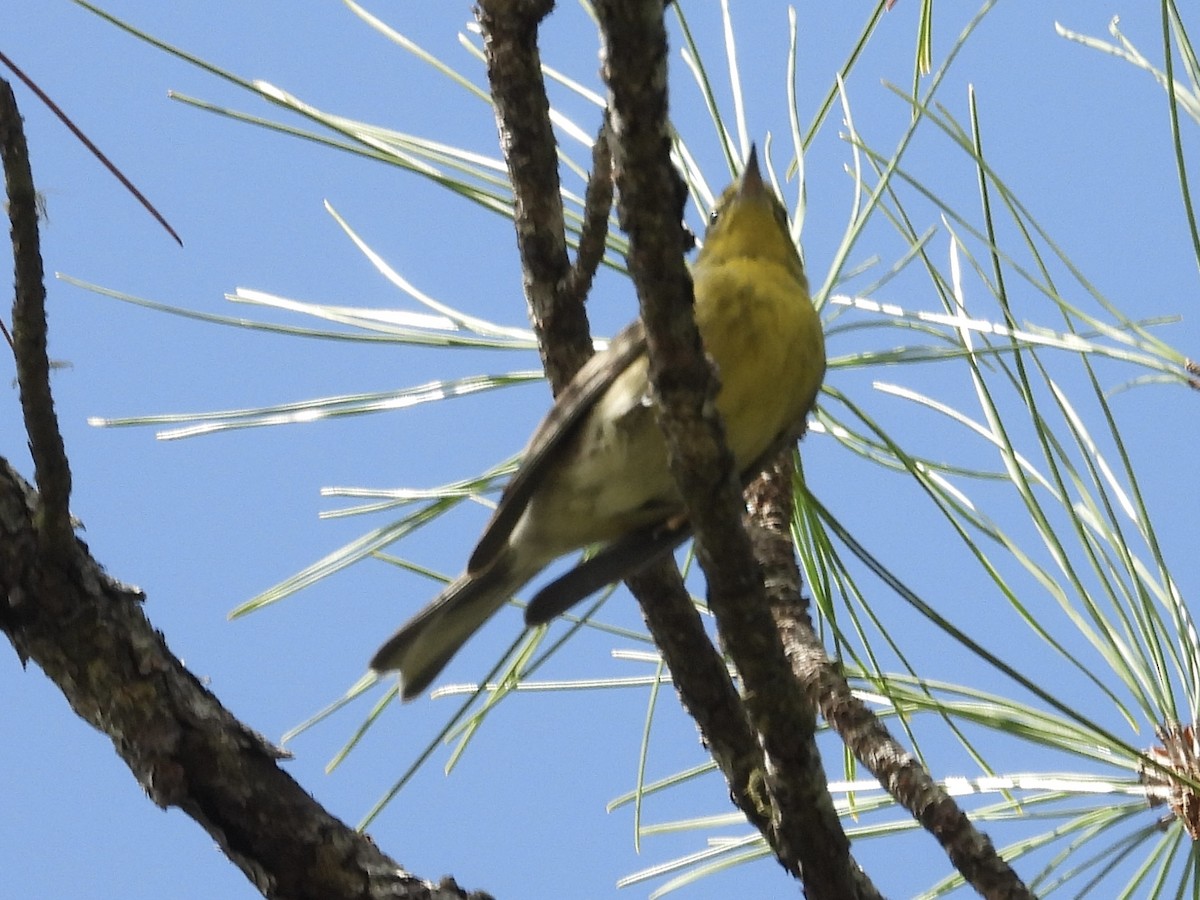 Pine Warbler - ML503694431