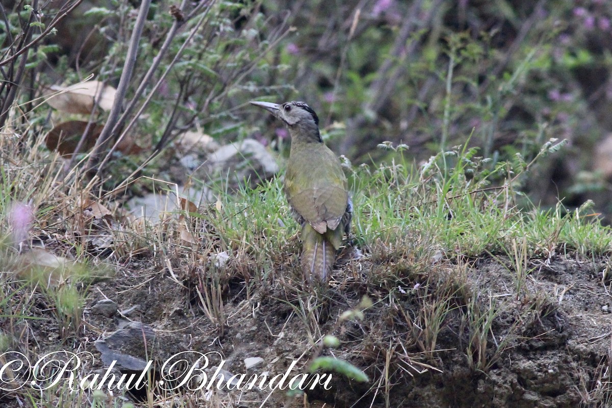 Gray-headed Woodpecker - ML503695711