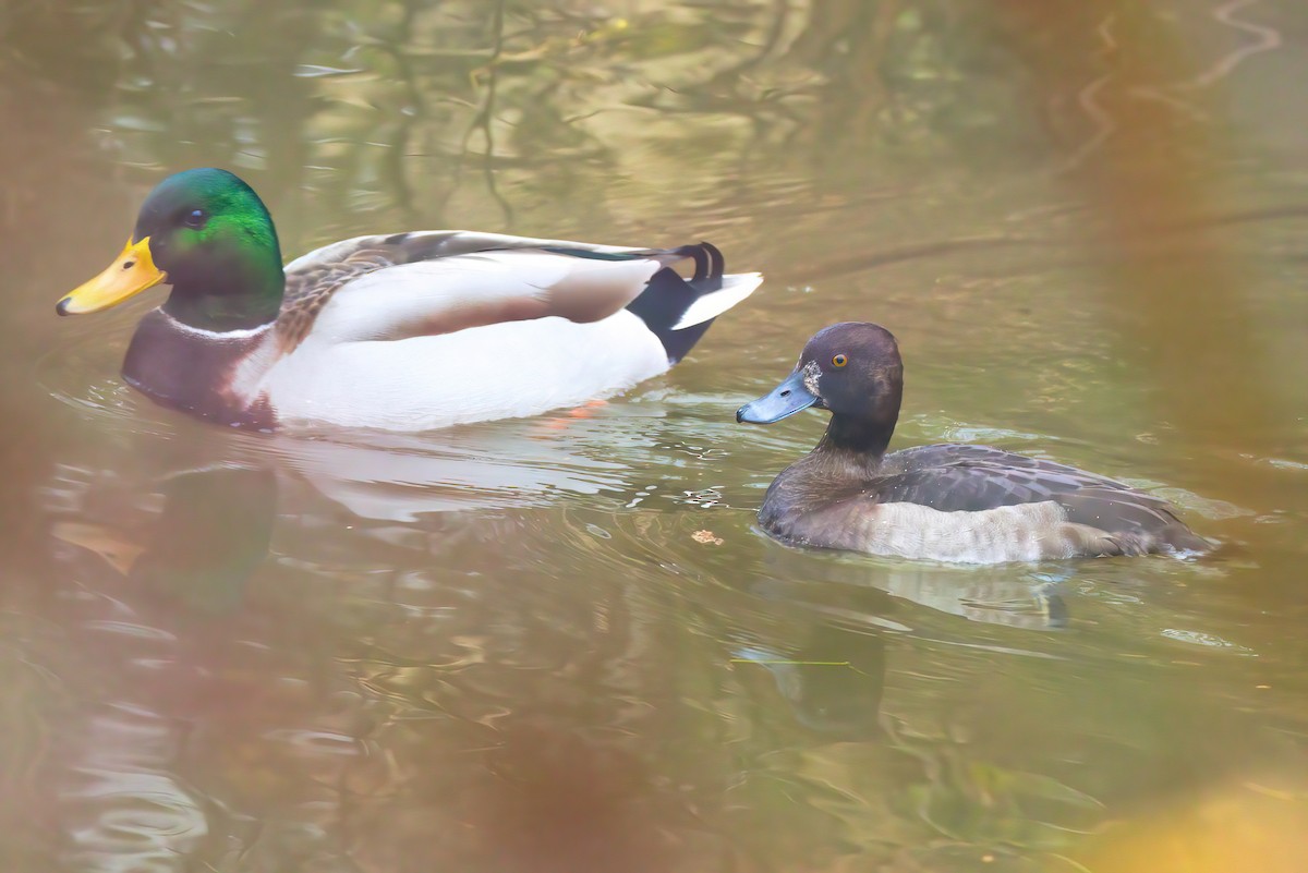 Tufted Duck - ML503696621