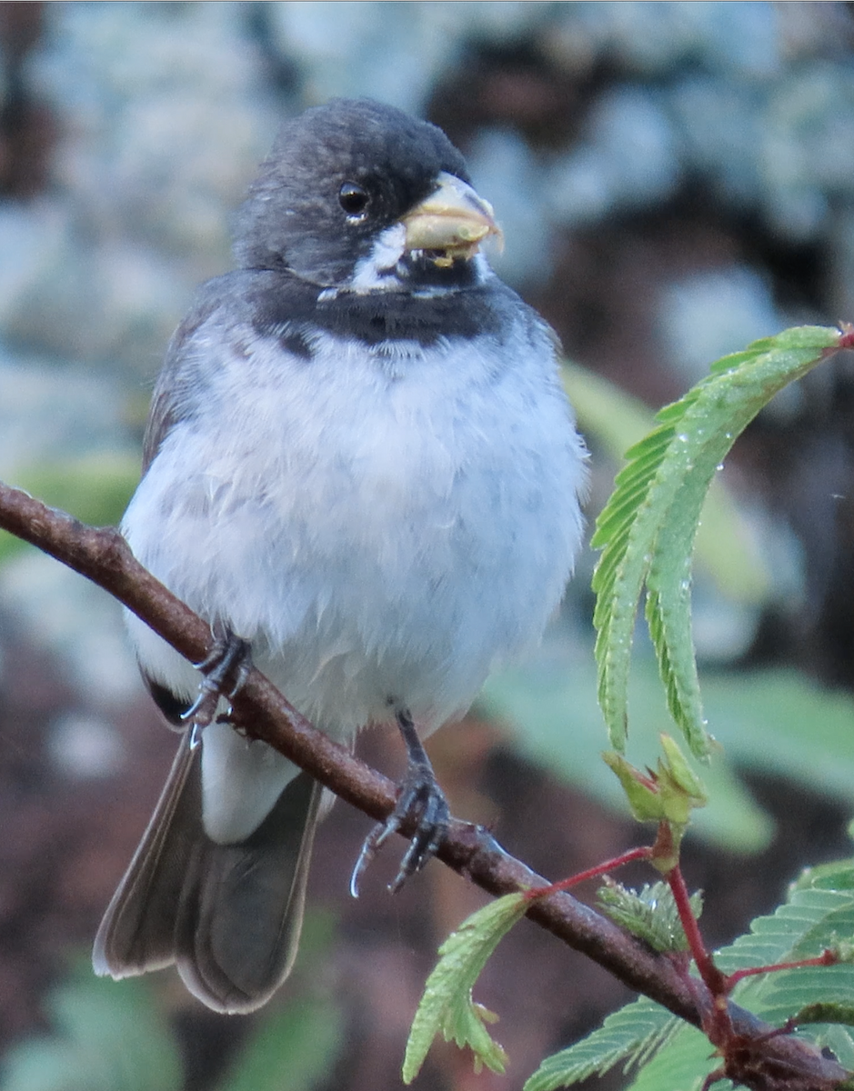 Double-collared Seedeater - Jay Withgott