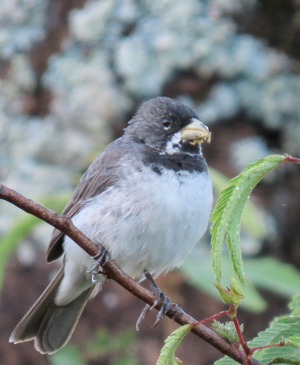 Double-collared Seedeater - Jay Withgott