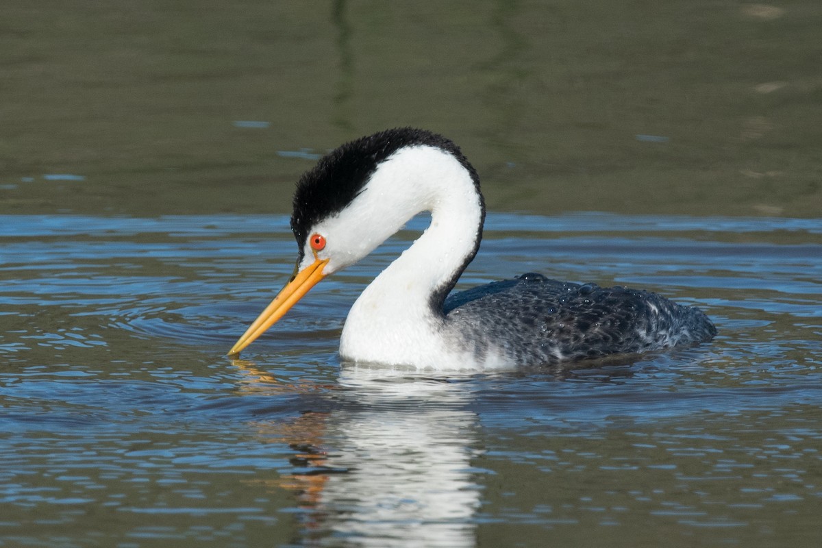 Clark's Grebe - ML50369841