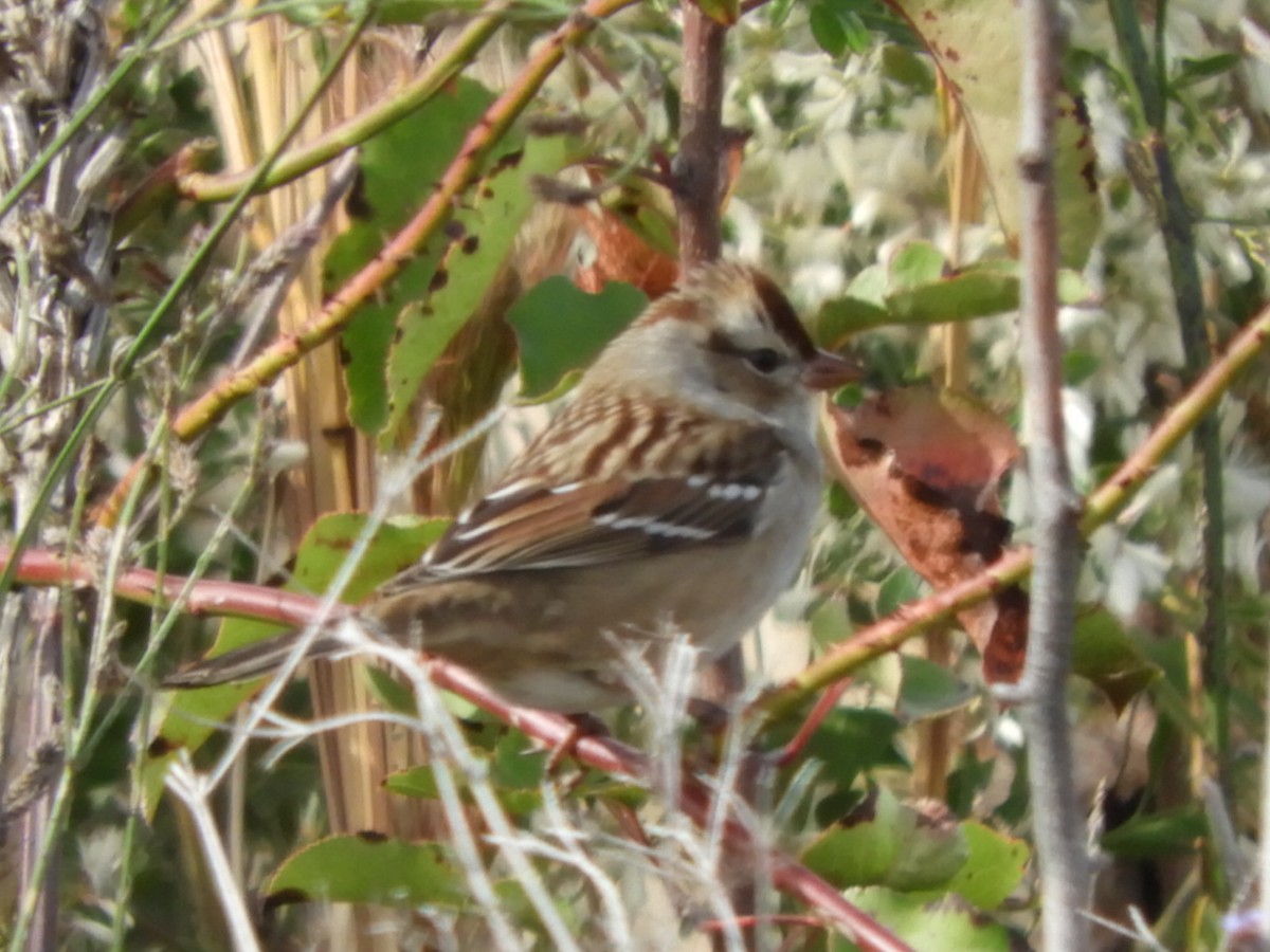 White-crowned Sparrow - ML503698451