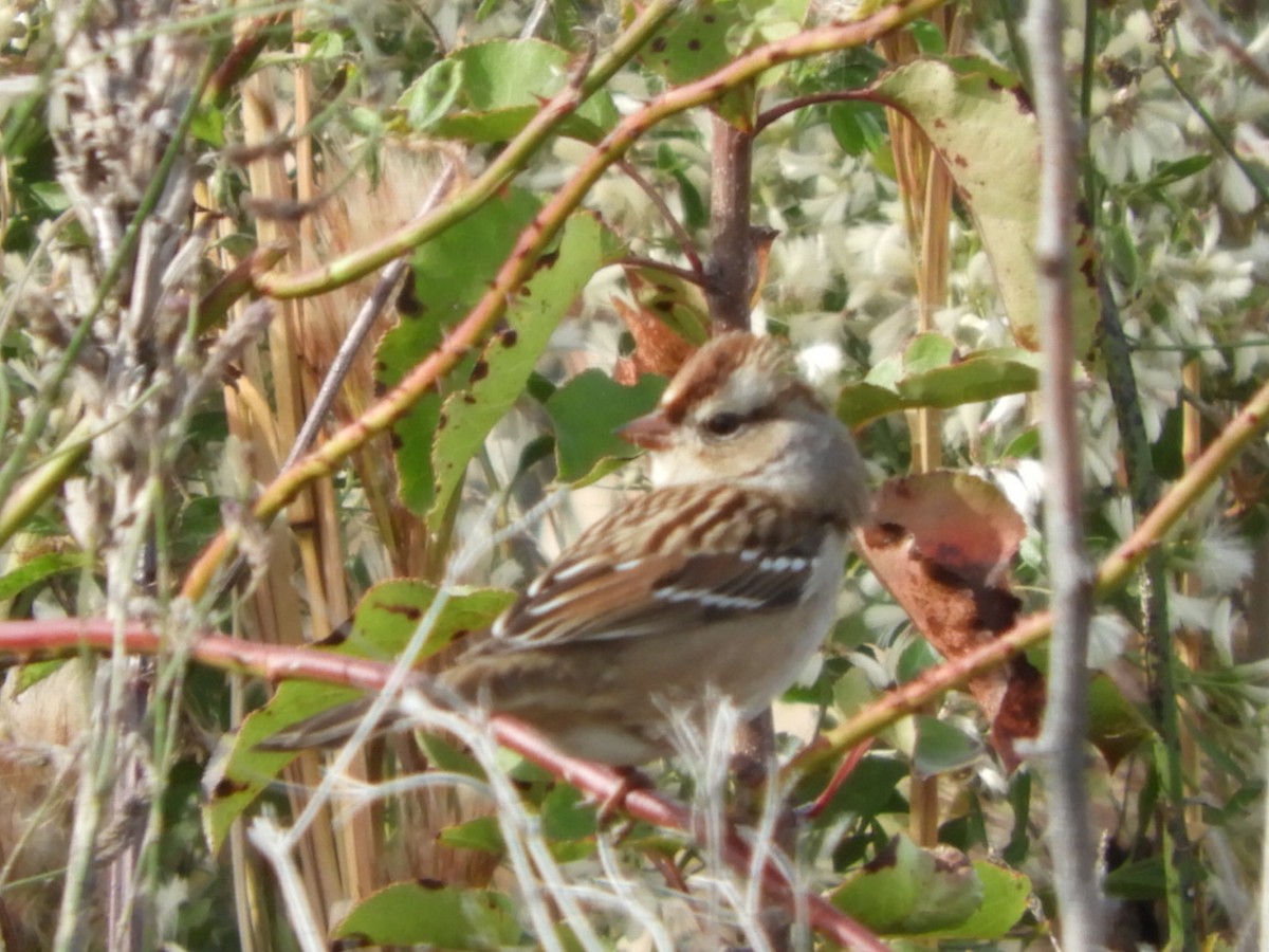 White-crowned Sparrow - ML503698461