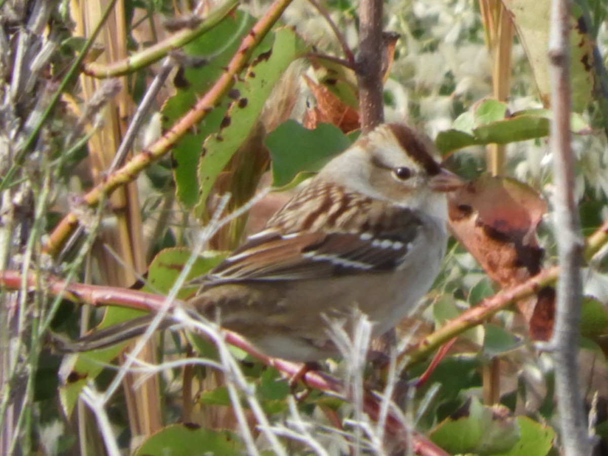 White-crowned Sparrow - ML503698481