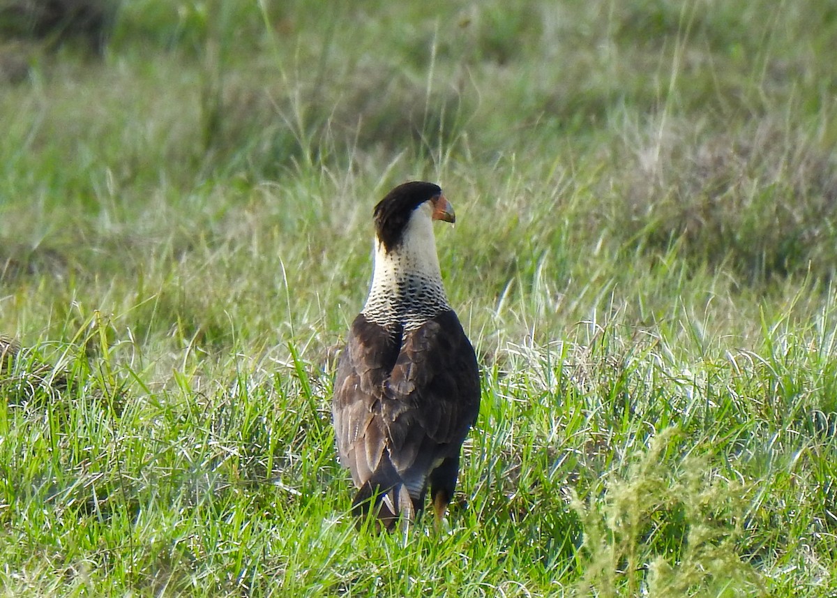 Caracara Carancho - ML503698631