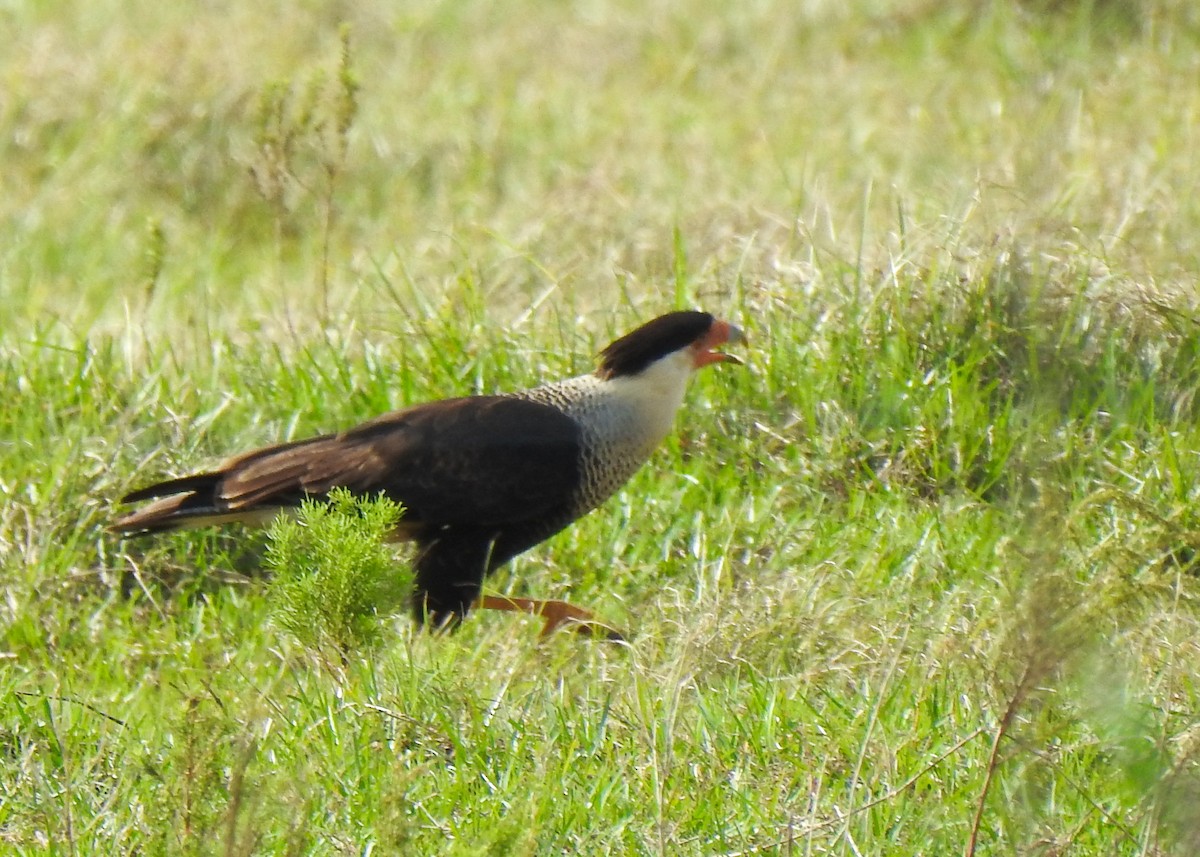 Crested Caracara - Betsy McCully