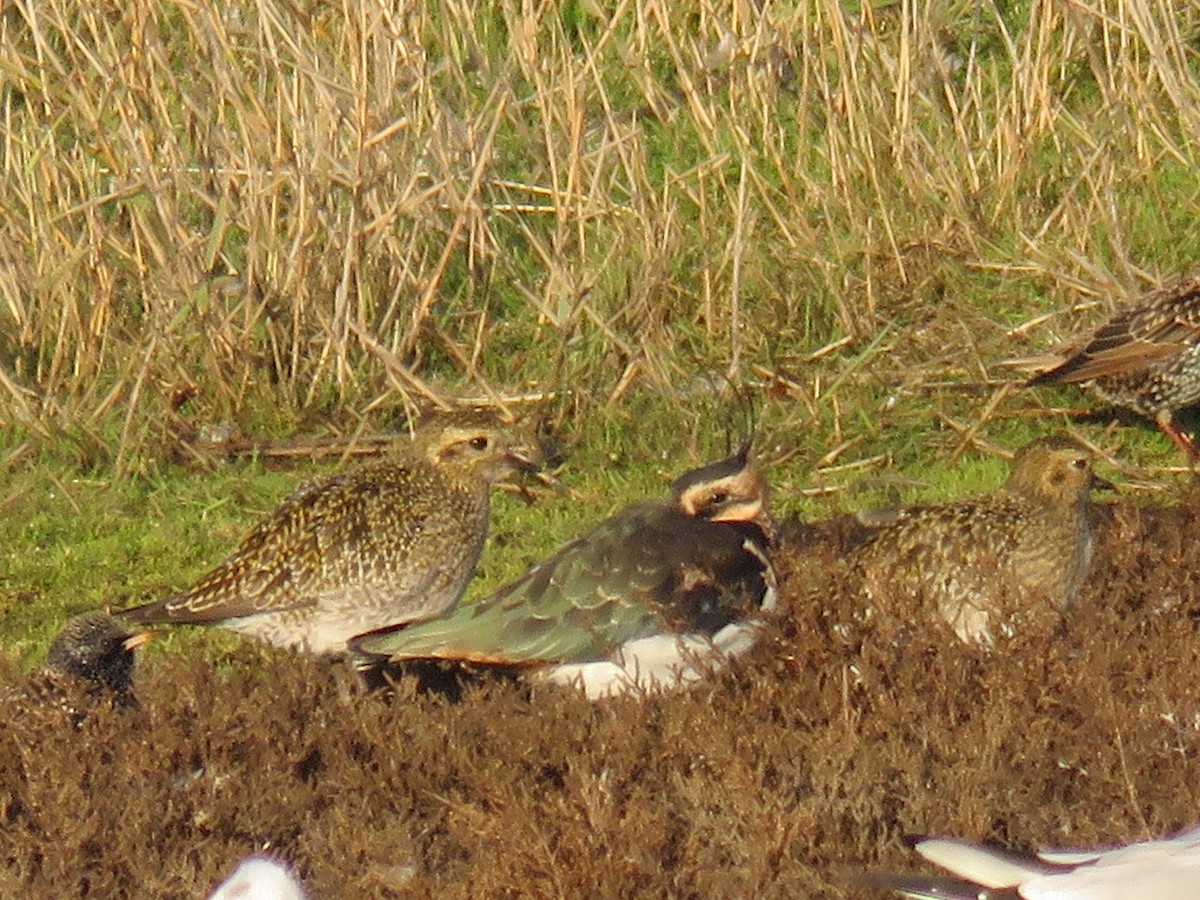 European Golden-Plover - ML503699381