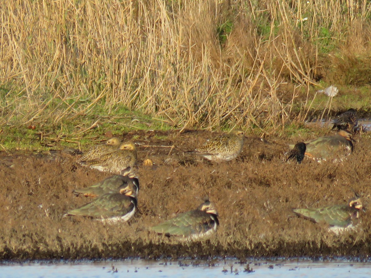 European Golden-Plover - ML503699551