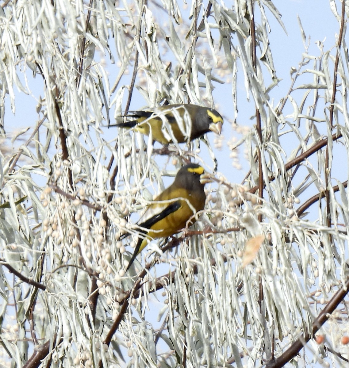 Evening Grosbeak - ML503700141