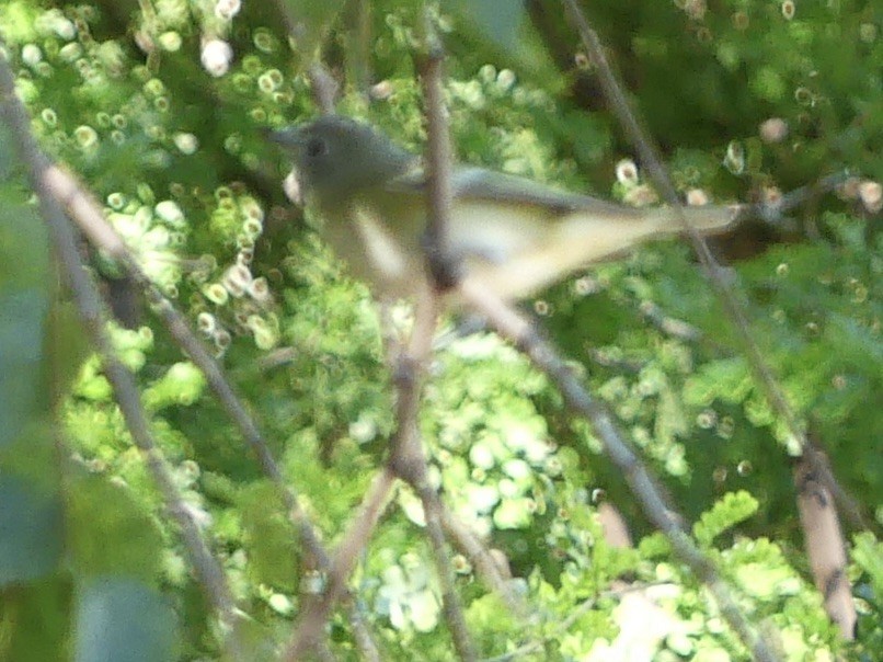 Cassin's Vireo - ML503700911