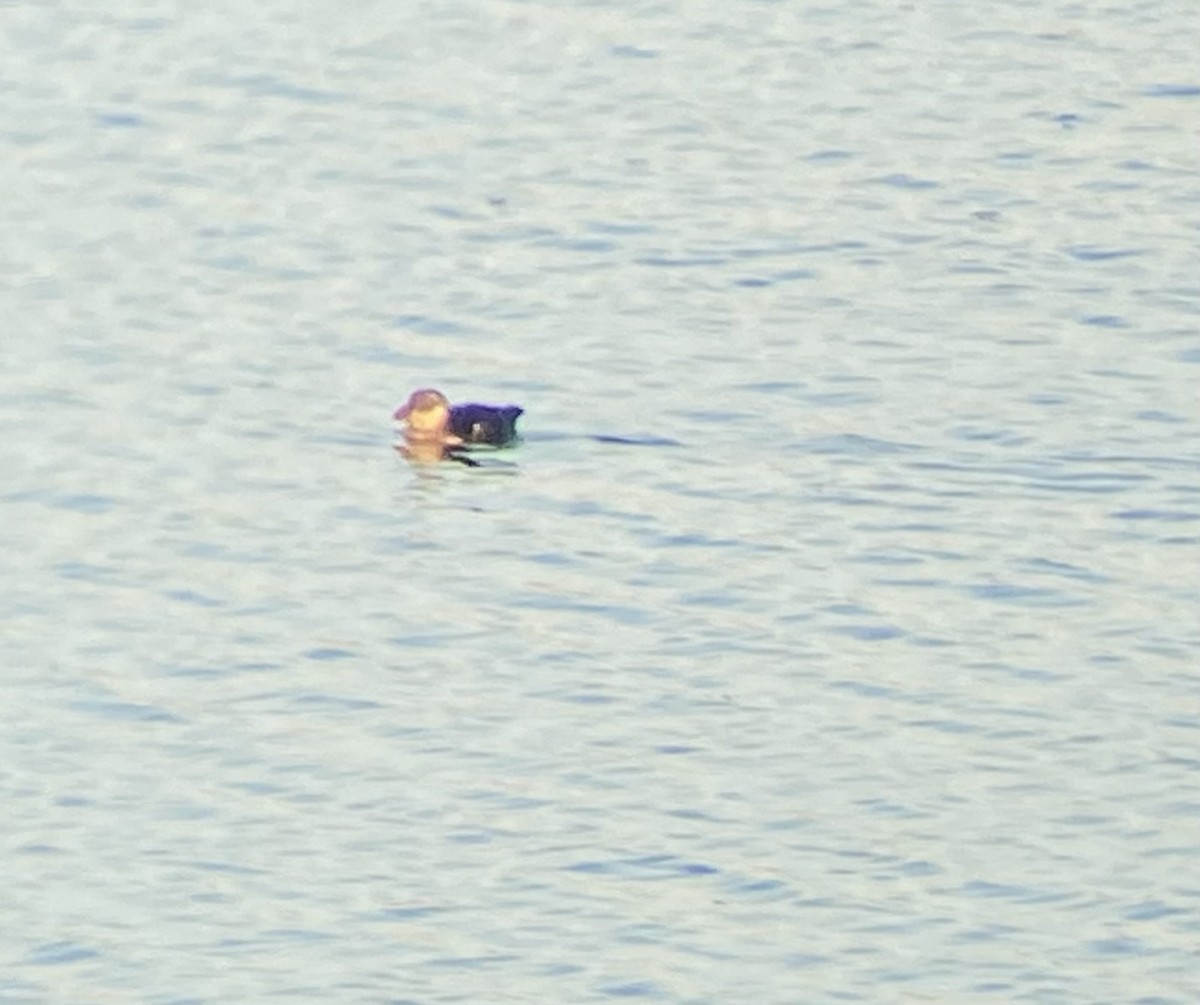 Atlantic Puffin - ML503701931