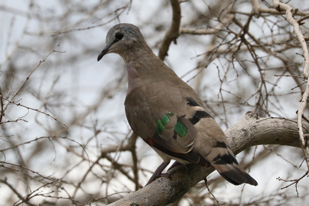 Emerald-spotted Wood-Dove - ML50370201