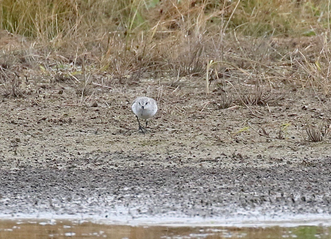 Western Sandpiper - ML503702161