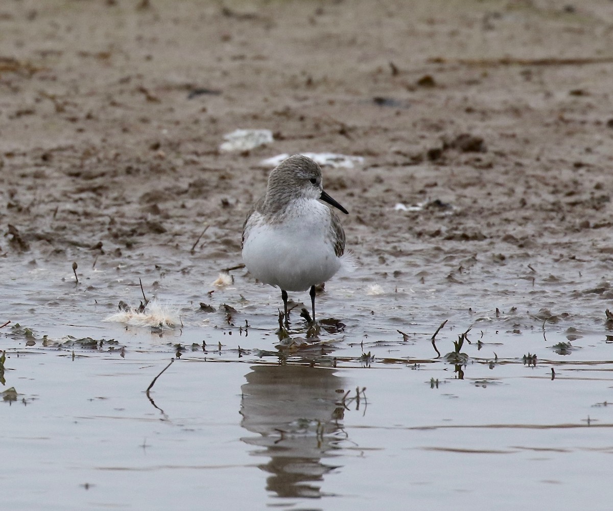 Western Sandpiper - ML503702171