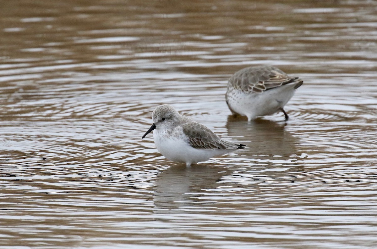 Western Sandpiper - ML503702201