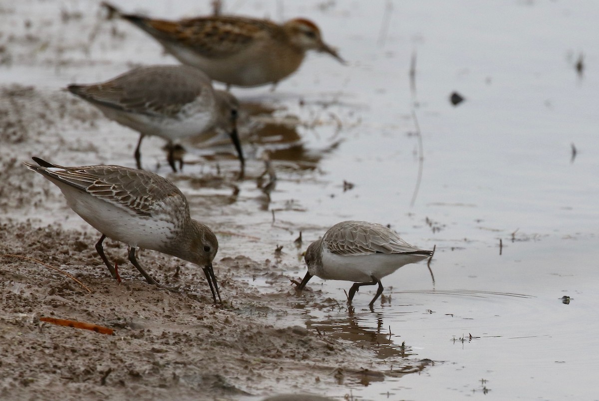 Western Sandpiper - ML503702211