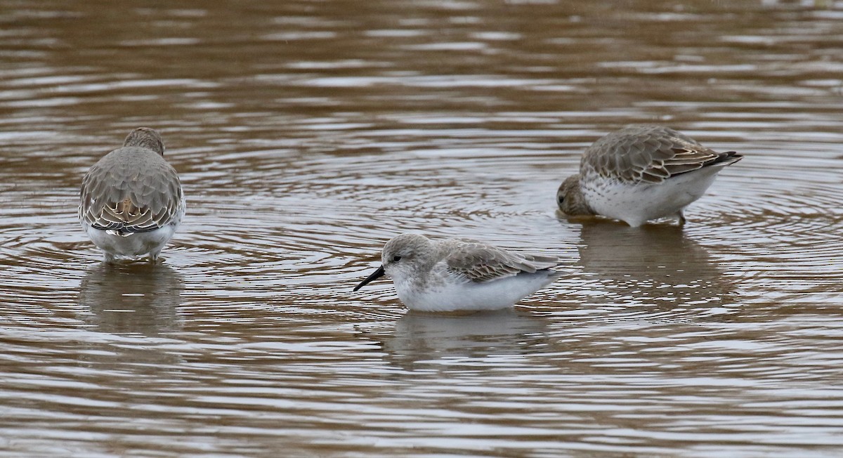 Bergstrandläufer - ML503702221