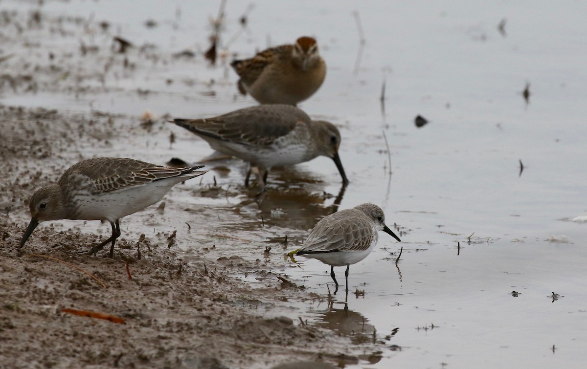 Western Sandpiper - ML503702231