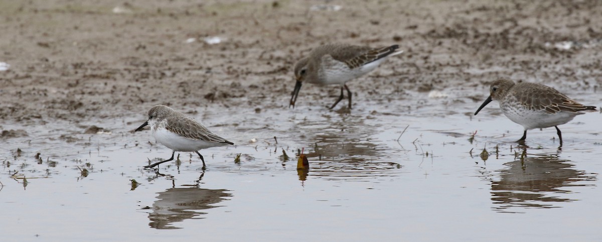 Bergstrandläufer - ML503702241