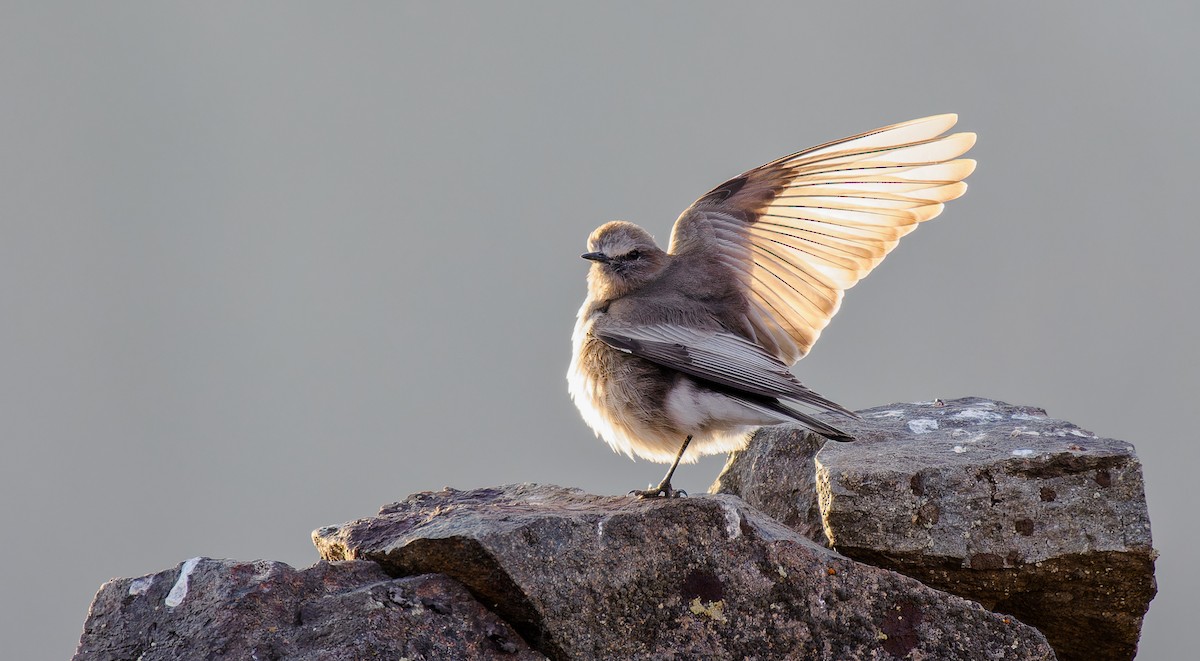 White-fronted Ground-Tyrant - Matti Rekilä