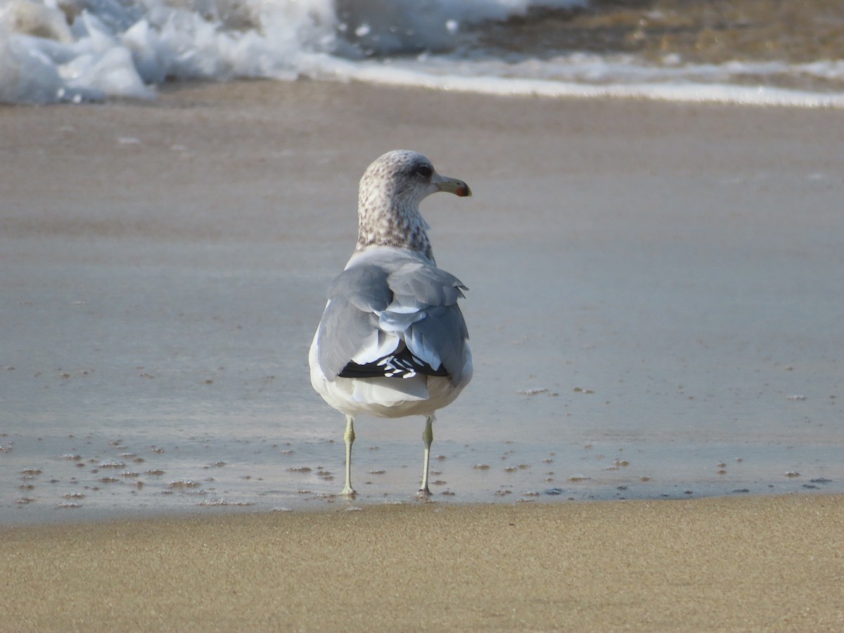 California Gull - ML503702321