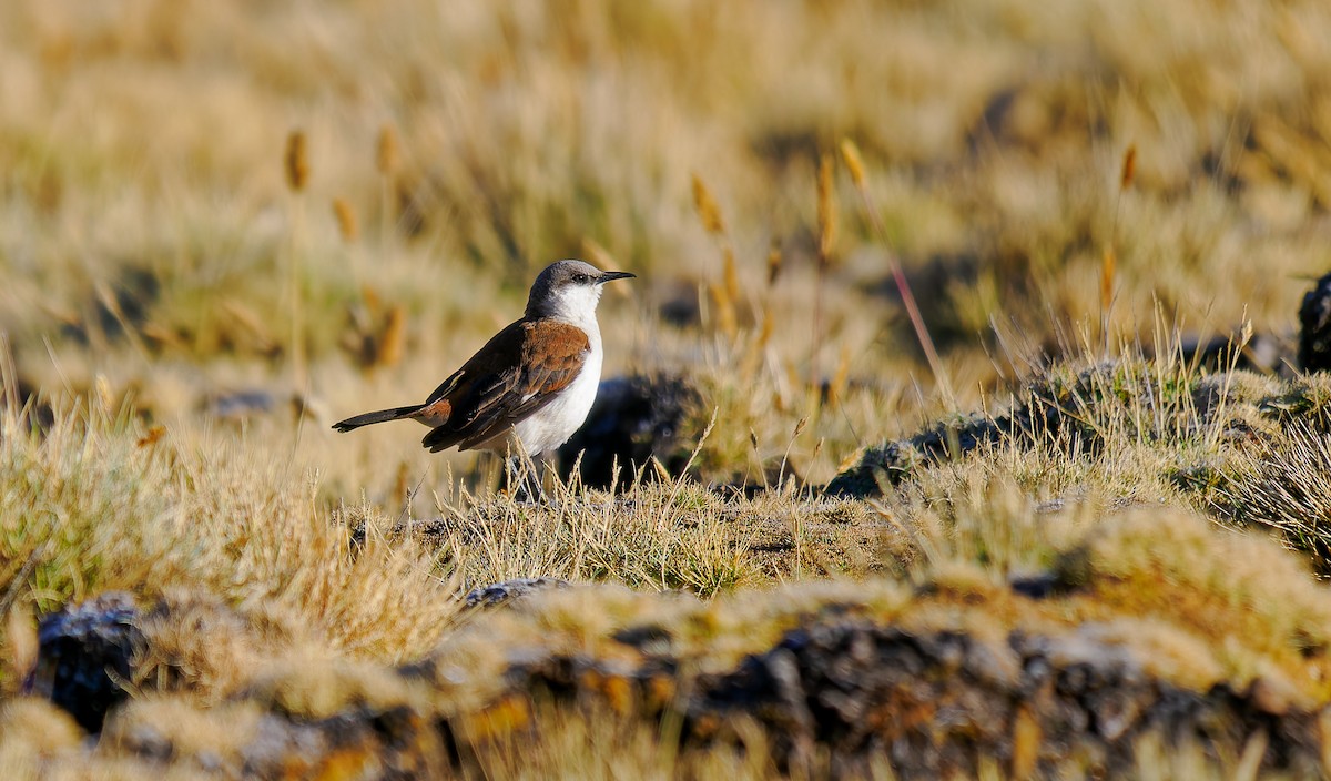 White-bellied Cinclodes - Matti Rekilä