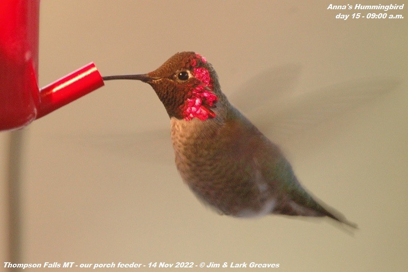 Anna's Hummingbird - ML503703221