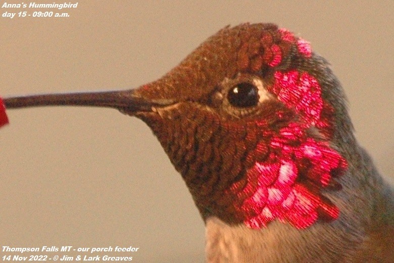 Anna's Hummingbird - ML503703231