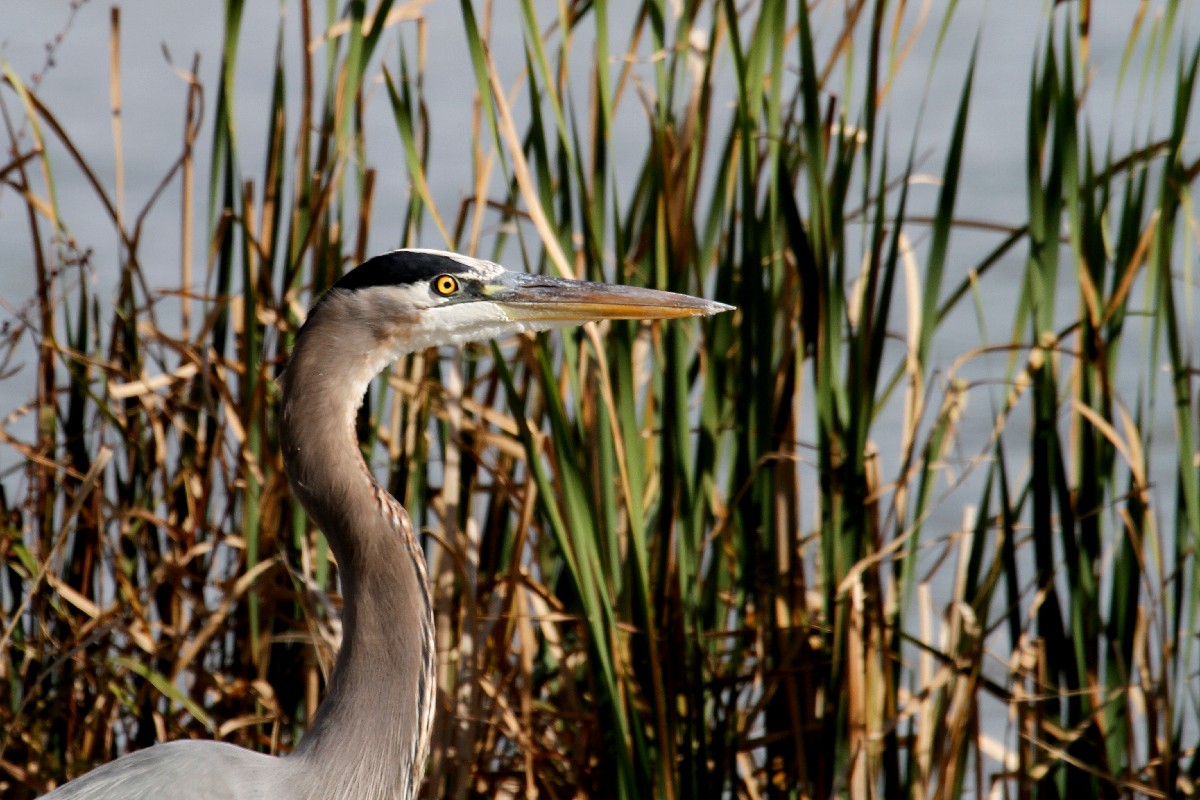 Great Blue Heron - ML503704041