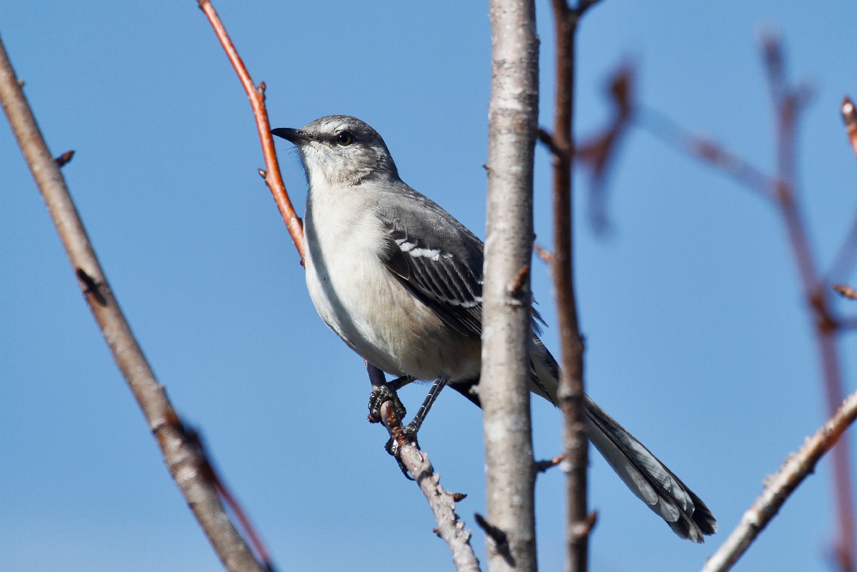 Northern Mockingbird - ML503704131