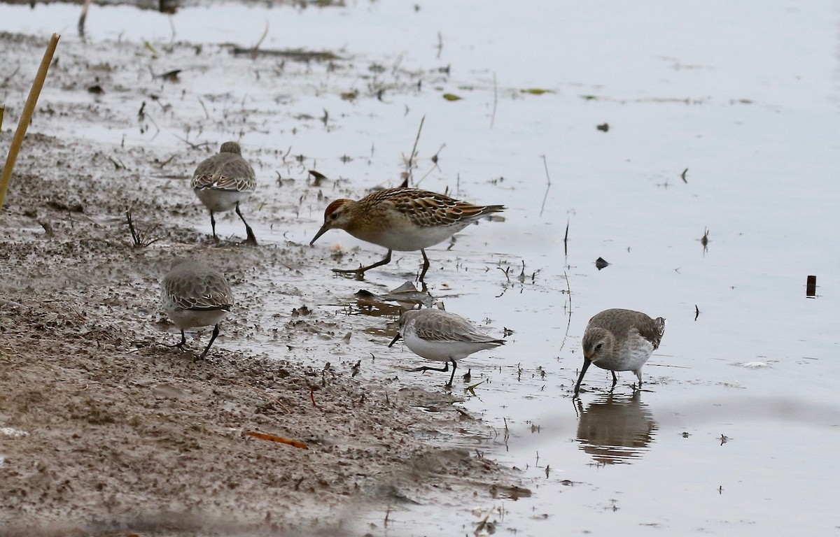 Western Sandpiper - ML503705071