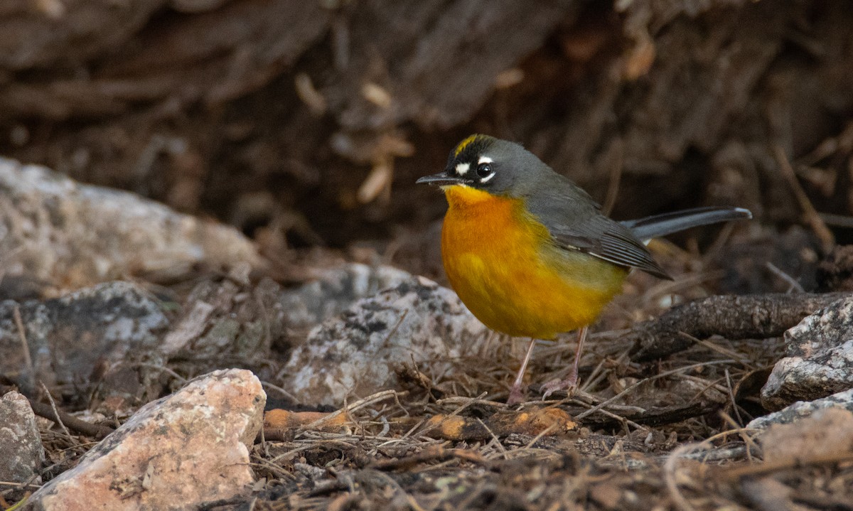 Fan-tailed Warbler - ML503705591