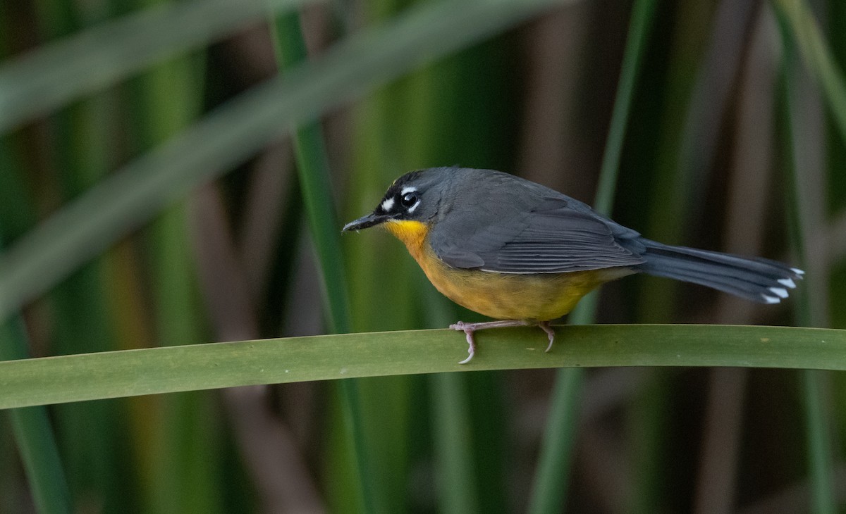 Fan-tailed Warbler - ML503705611