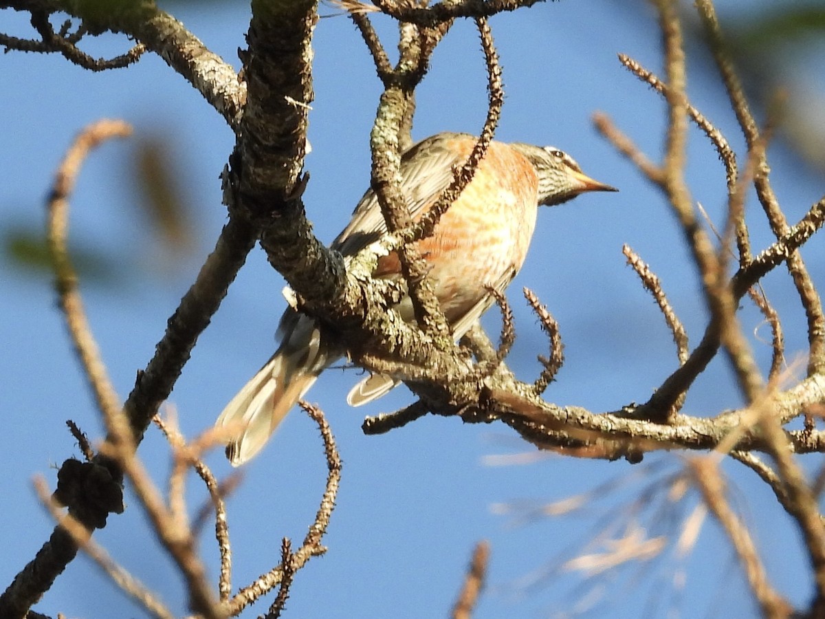 American Robin - ML503707371