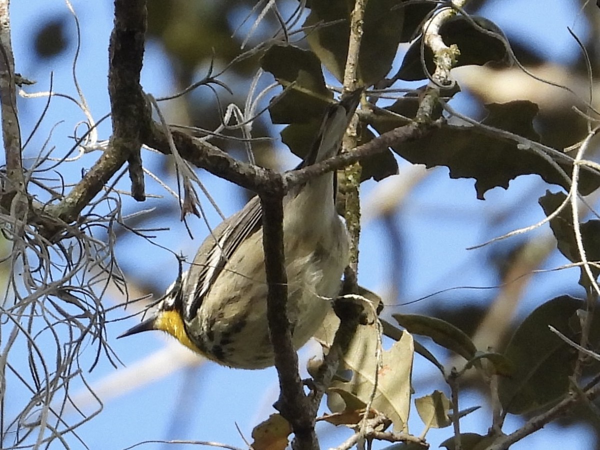 Yellow-throated Warbler - ML503707431