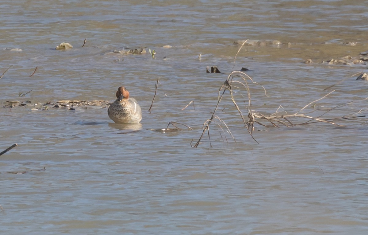 Green-winged Teal - Maury Swoveland