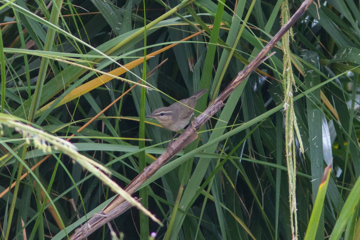 Dusky Warbler - ML503708211