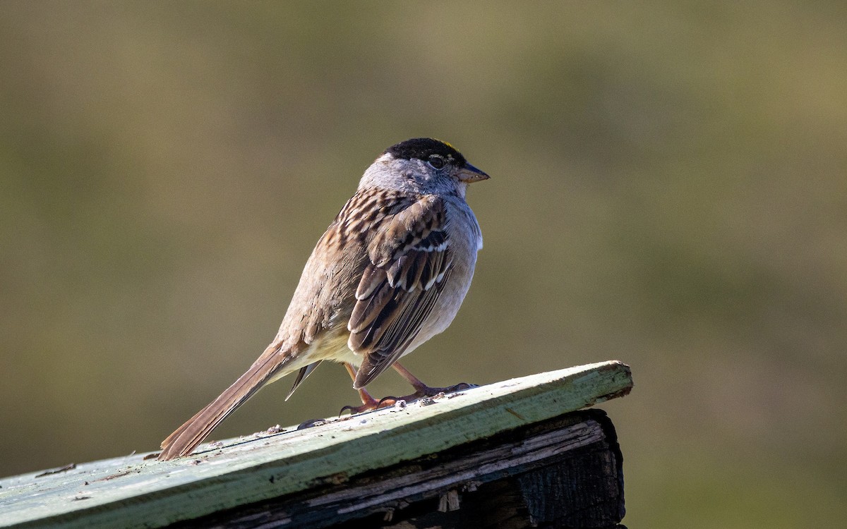 Golden-crowned Sparrow - ML503708951