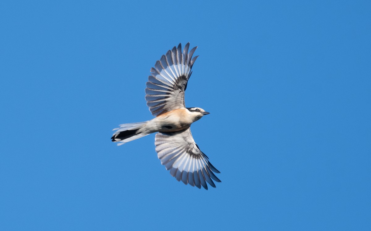 Masked Shrike - ML503709101