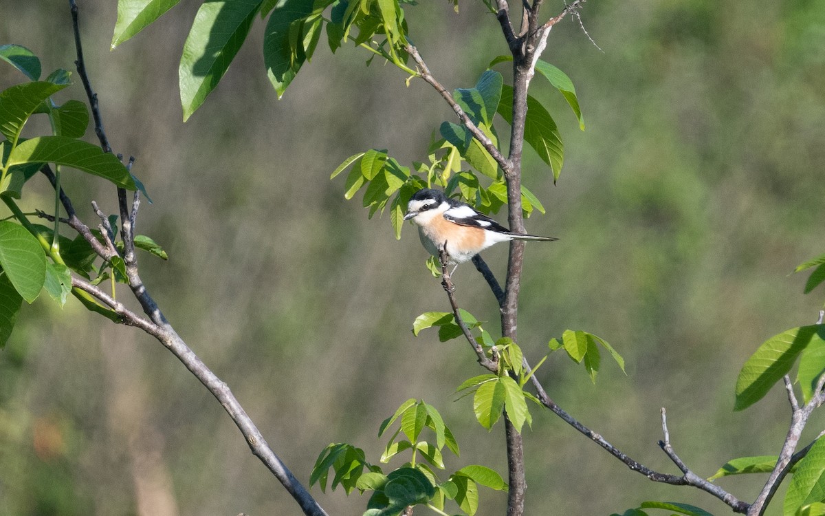 Masked Shrike - ML503709121