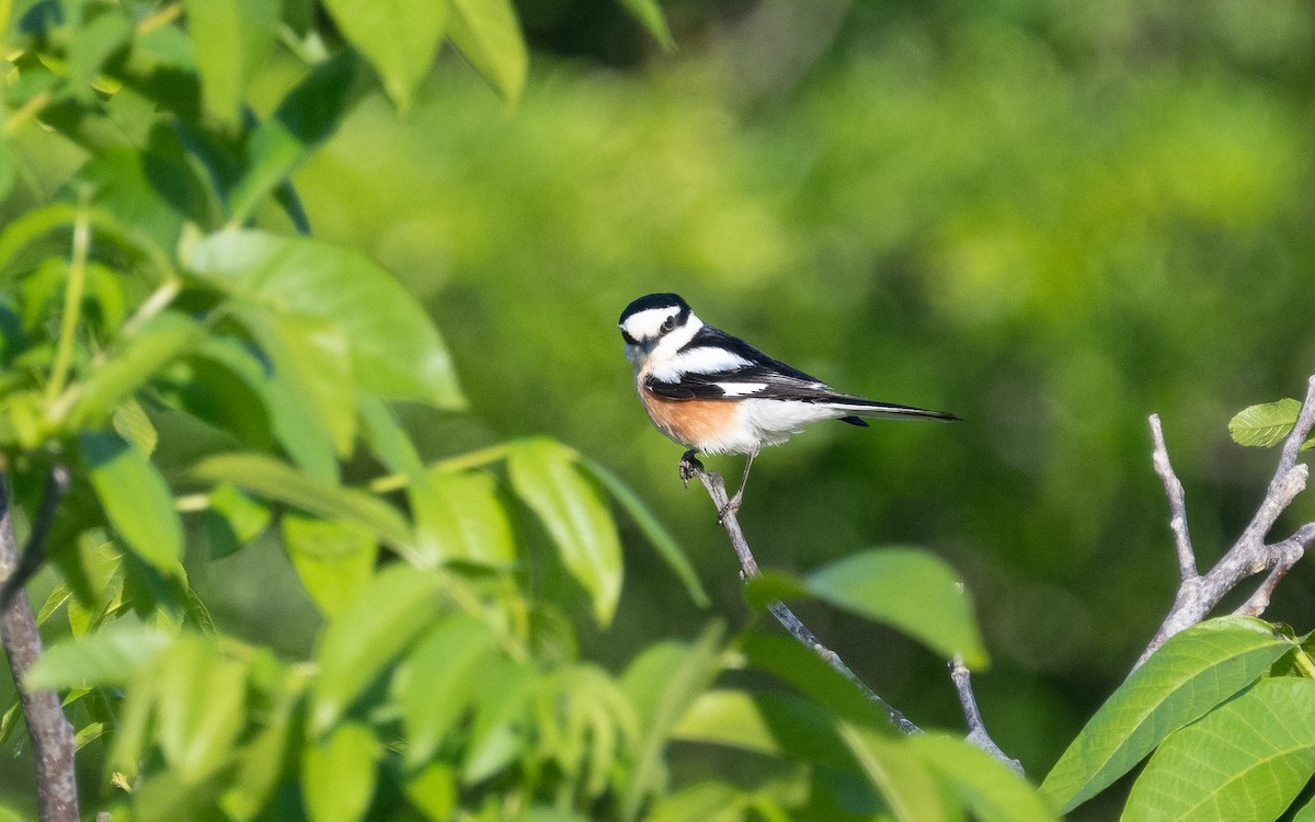 Masked Shrike - ML503709191