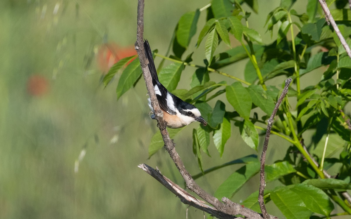 Masked Shrike - ML503709291